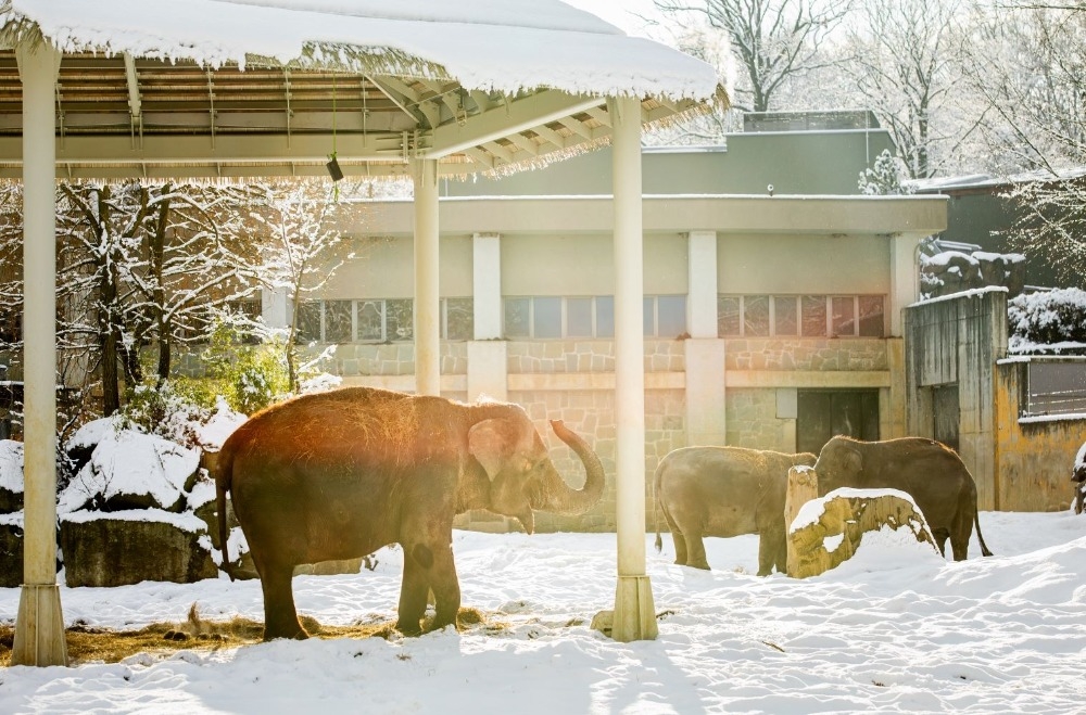 Zoo Ostrava v zimě